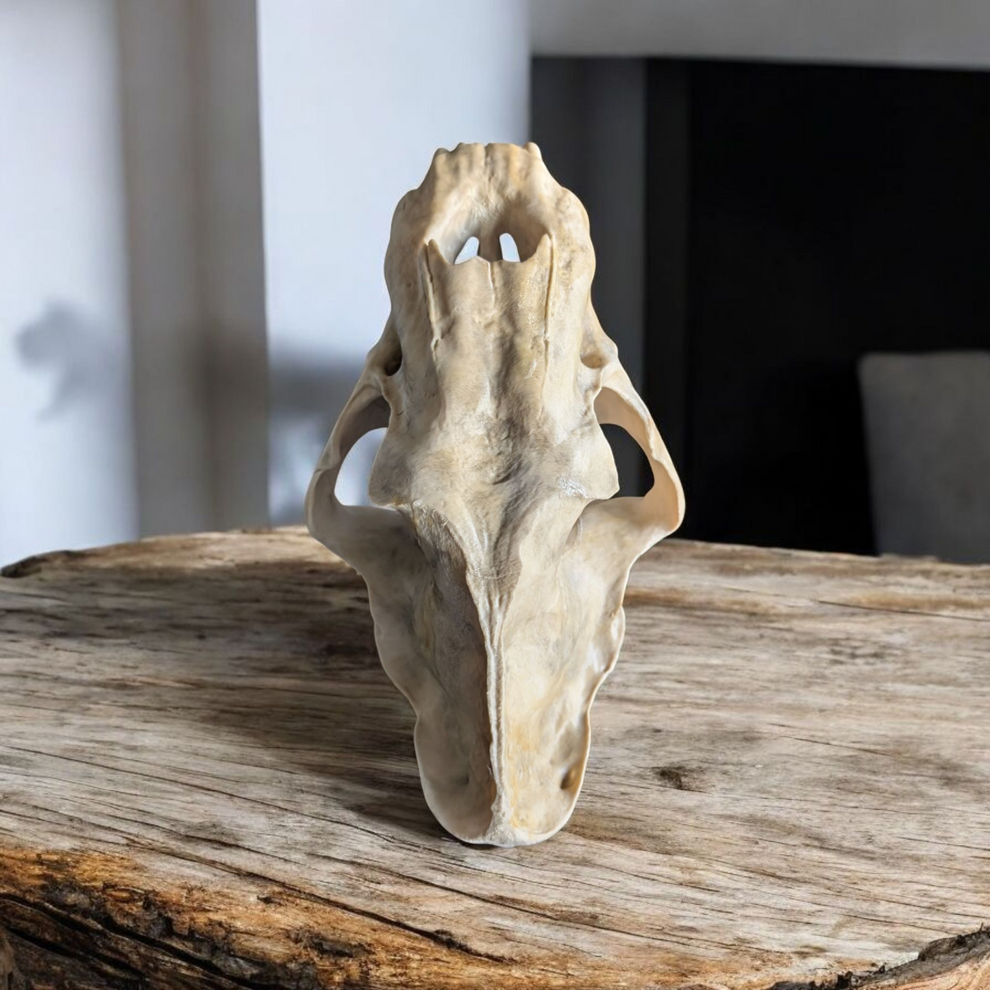 Sabretooth Tiger skull, Full size replica, historical skull