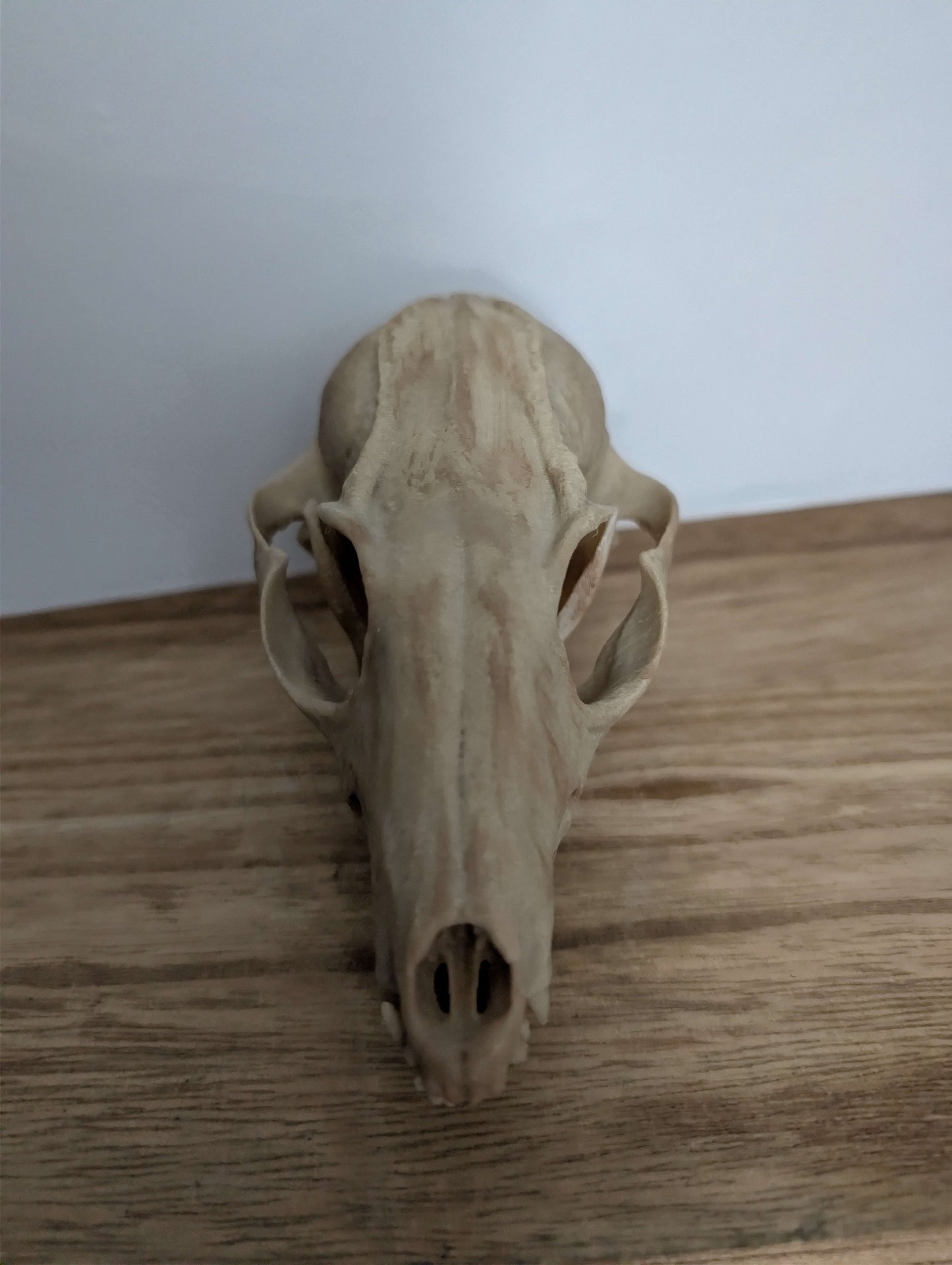 Fox skull replica - Full size Fox skull - Oddities display Decor - Gothic Decor
