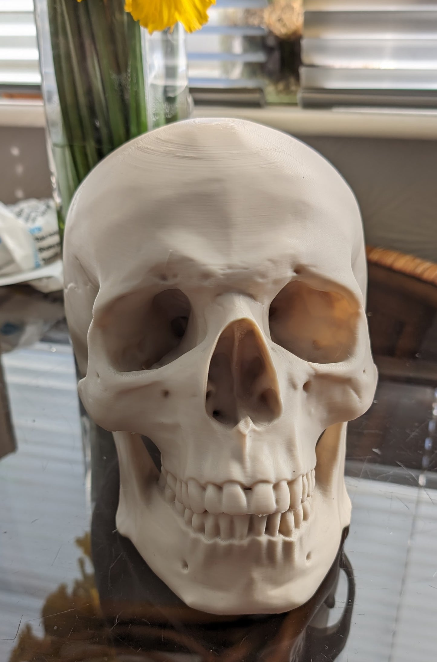 Human skull replica