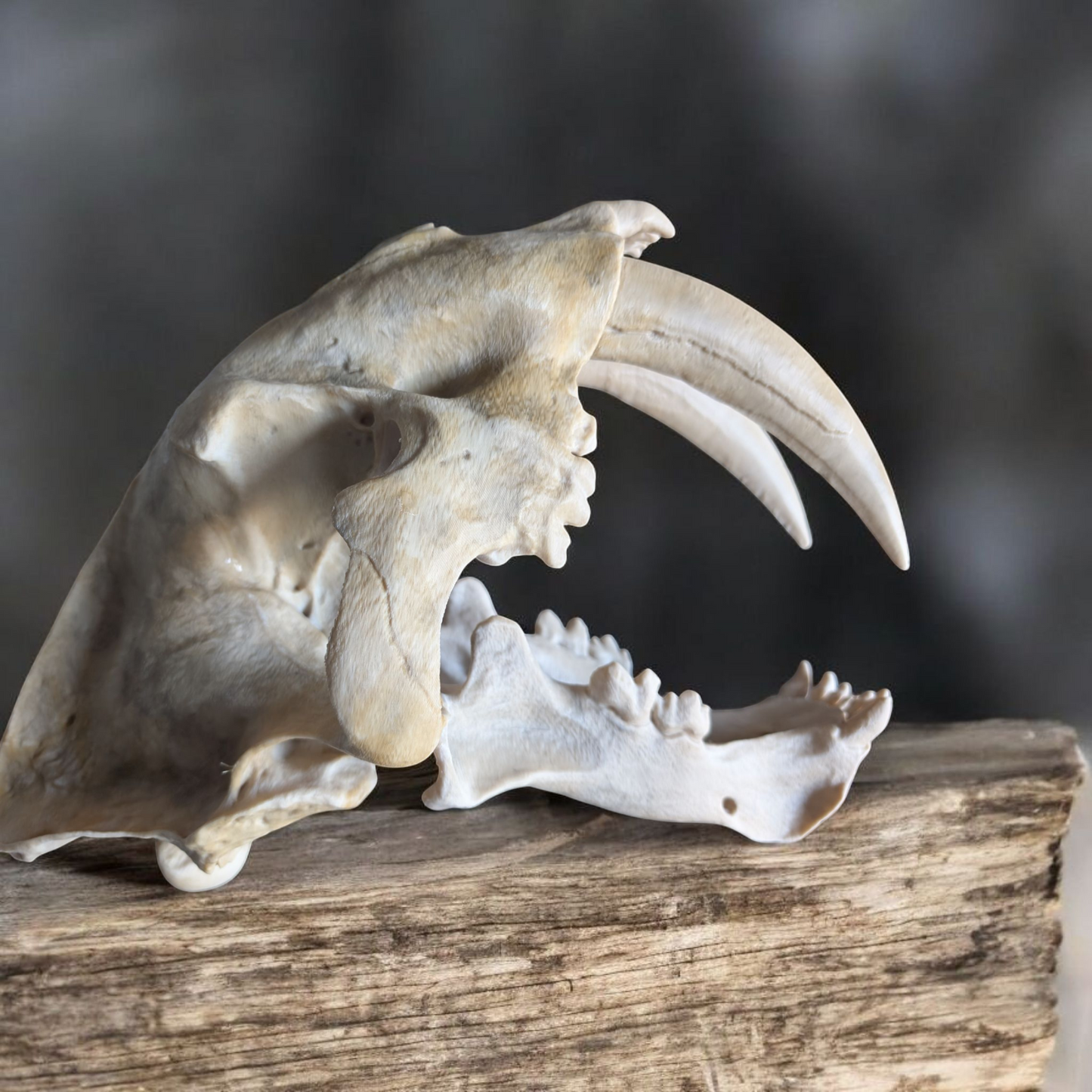 Sabretooth Tiger skull, Full size replica, historical skull