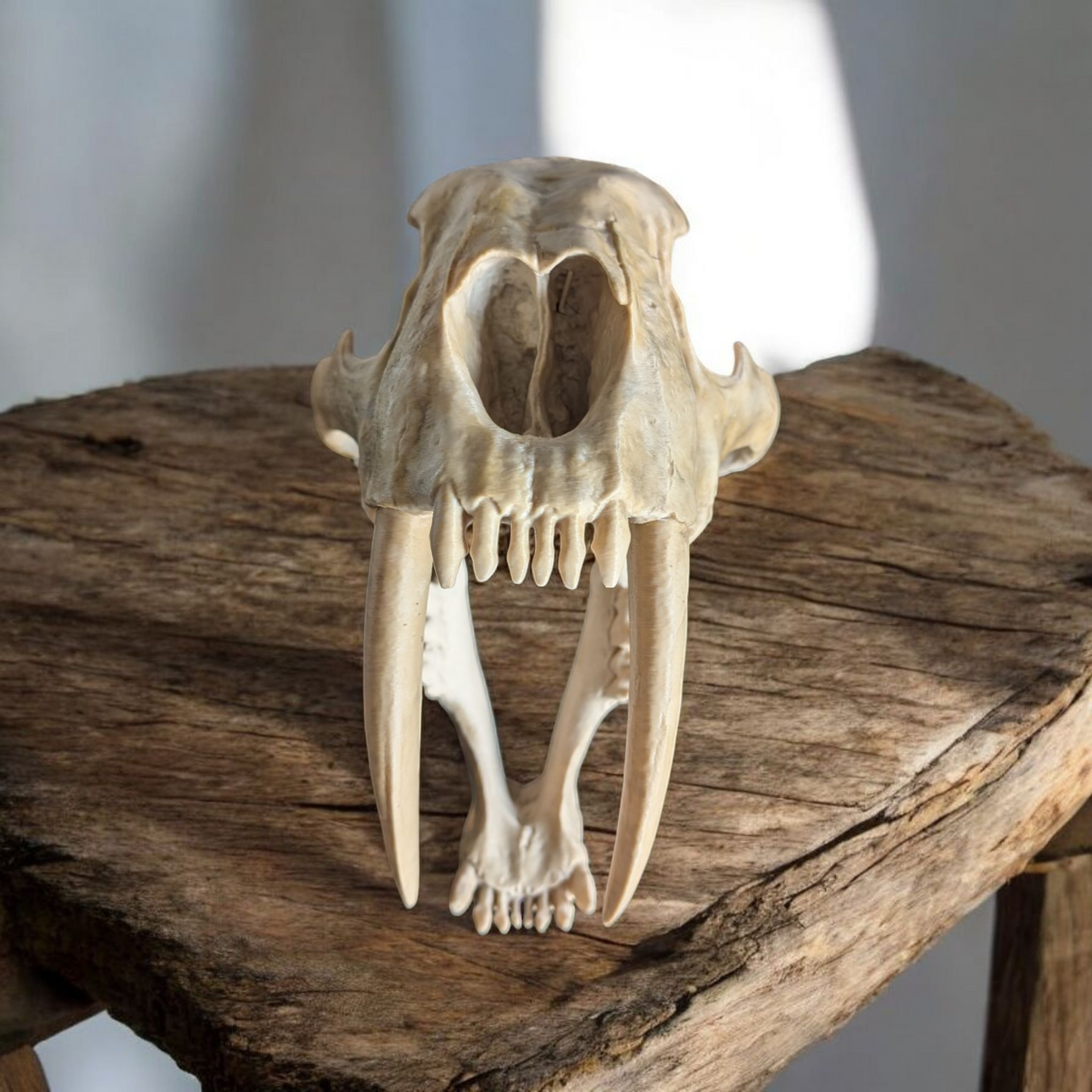 Sabretooth Tiger skull, Full size replica, historical skull