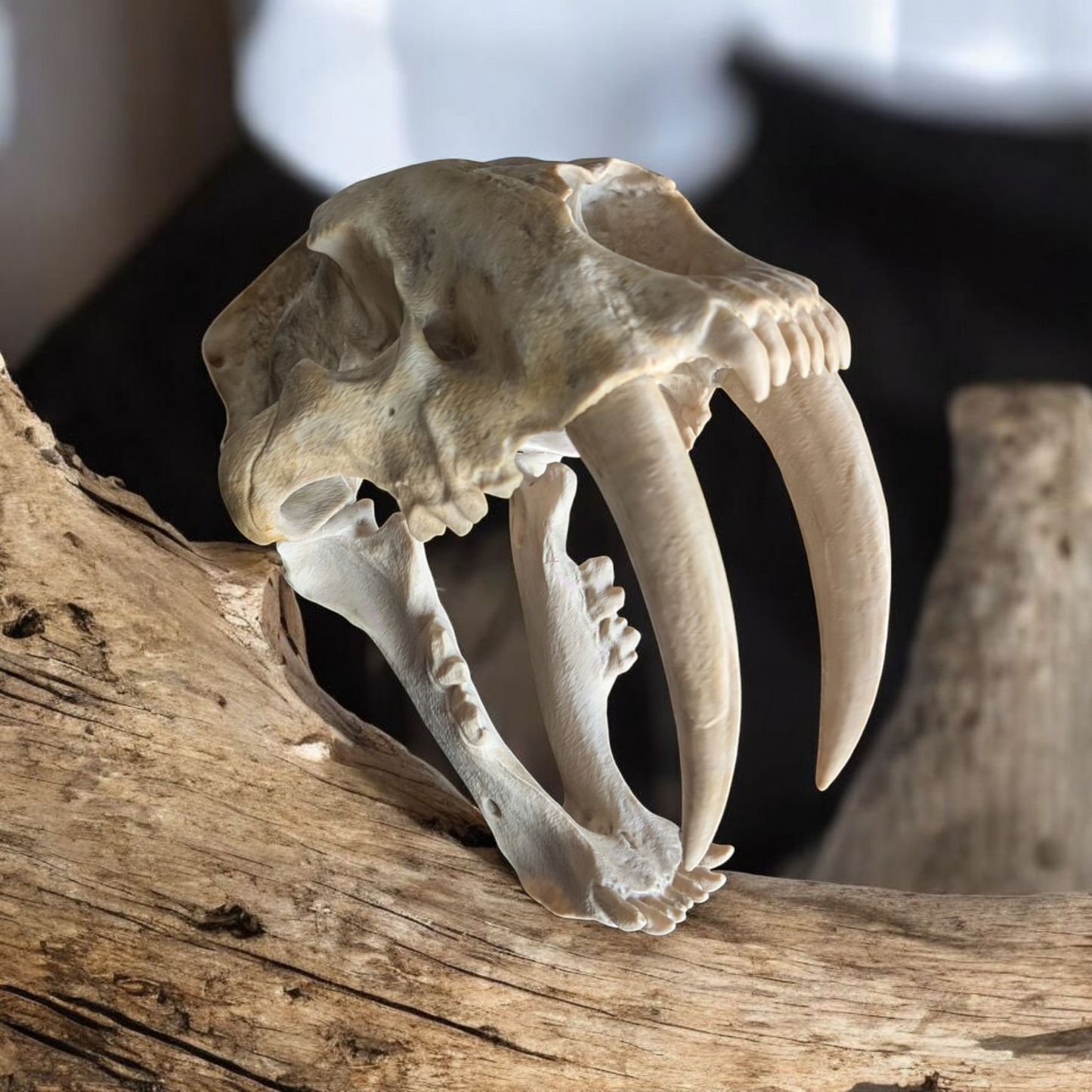 Sabretooth Tiger skull, Full size replica, historical skull