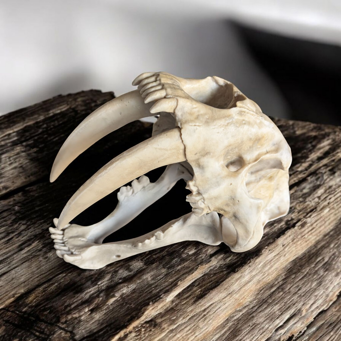Sabretooth Tiger skull, Full size replica, historical skull