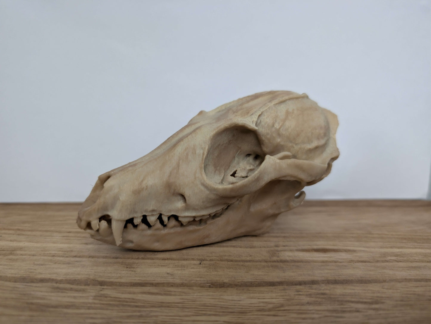 Fox skull replica - Full size Fox skull - Oddities display Decor - Gothic Decor