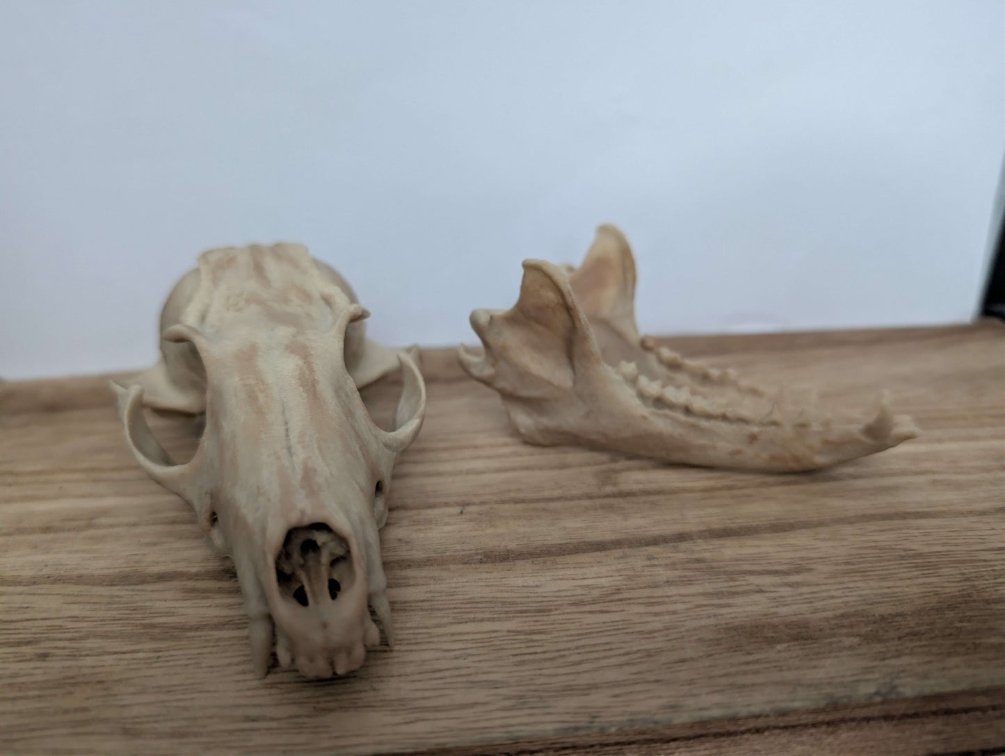 Fox skull replica - Full size Fox skull - Oddities display Decor - Gothic Decor